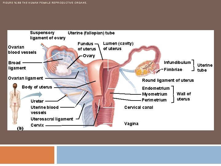 FIGURE 16. 8 B THE HUMAN FEMALE REPRODUCTIVE ORGANS. Suspensory Uterine (fallopian) tube ligament