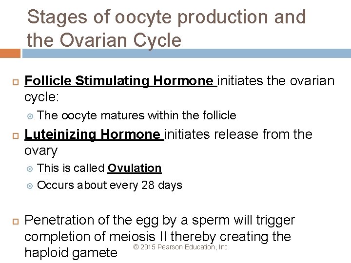 Stages of oocyte production and the Ovarian Cycle Follicle Stimulating Hormone initiates the ovarian