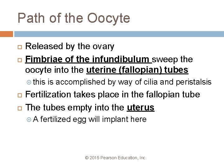 Path of the Oocyte Released by the ovary Fimbriae of the infundibulum sweep the
