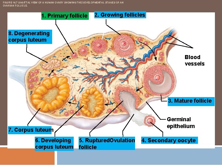 FIGURE 16. 7 SAGITTAL VIEW OF A HUMAN OVARY SHOWING THE DEVELOPMENTAL STAGES OF