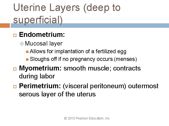 Uterine Layers (deep to superficial) Endometrium: Mucosal layer Allows for implantation of a fertilized