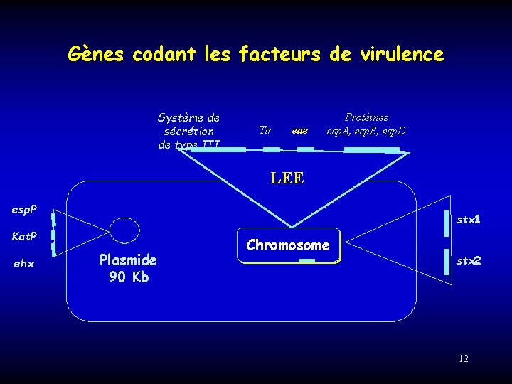 Gènes codant les facteurs de virulence Système de sécrétion de type III Tir eae