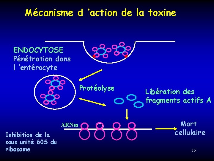 Mécanisme d ’action de la toxine ENDOCYTOSE Pénétration dans l ’entérocyte Protéolyse ARNm Inhibition