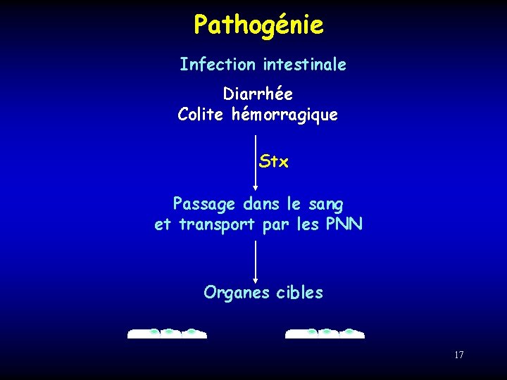 Pathogénie Infection intestinale Diarrhée Colite hémorragique Stx Passage dans le sang et transport par