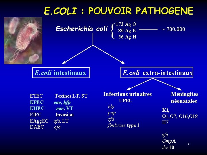 E. COLI : POUVOIR PATHOGENE Escherichia coli E. coli intestinaux ETEC Toxines LT, ST