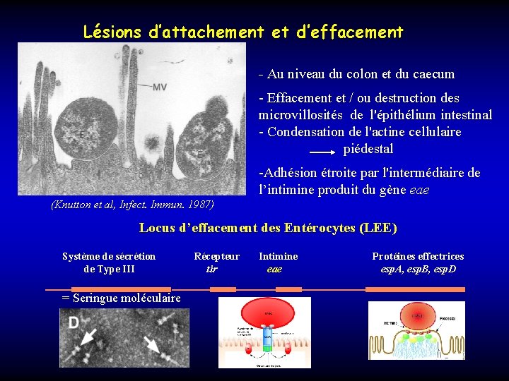 Lésions d’attachement et d’effacement - Au niveau du colon et du caecum - Effacement