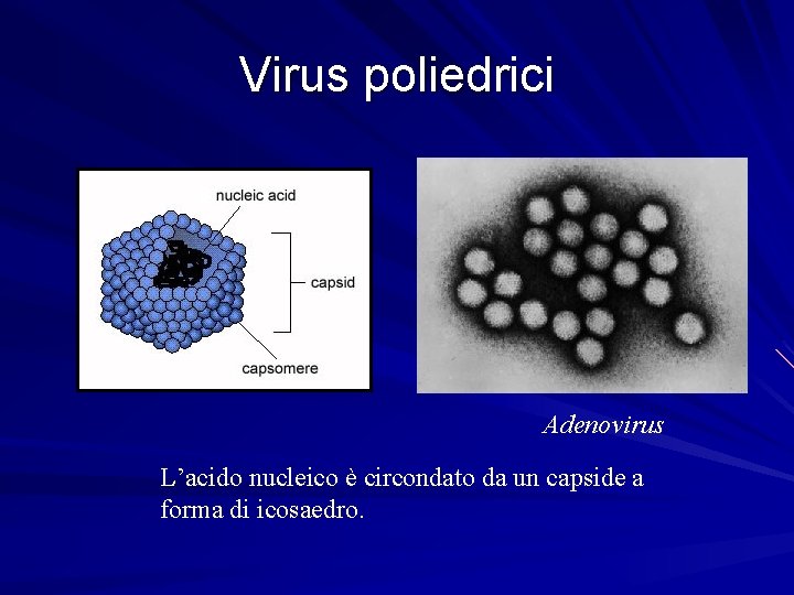 Virus poliedrici Adenovirus L’acido nucleico è circondato da un capside a forma di icosaedro.