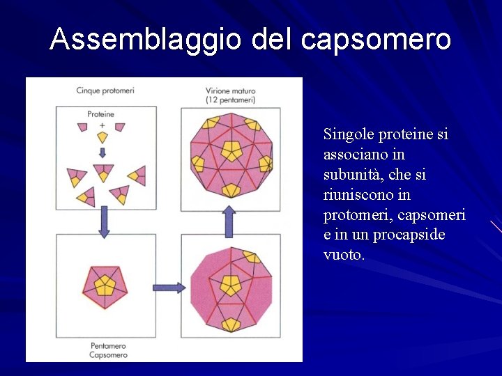 Assemblaggio del capsomero Singole proteine si associano in subunità, che si riuniscono in protomeri,
