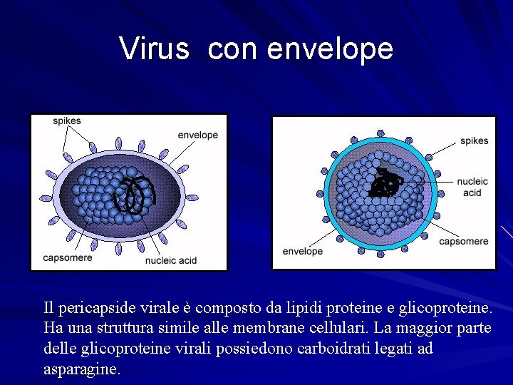 Virus con envelope Il pericapside virale è composto da lipidi proteine e glicoproteine. Ha