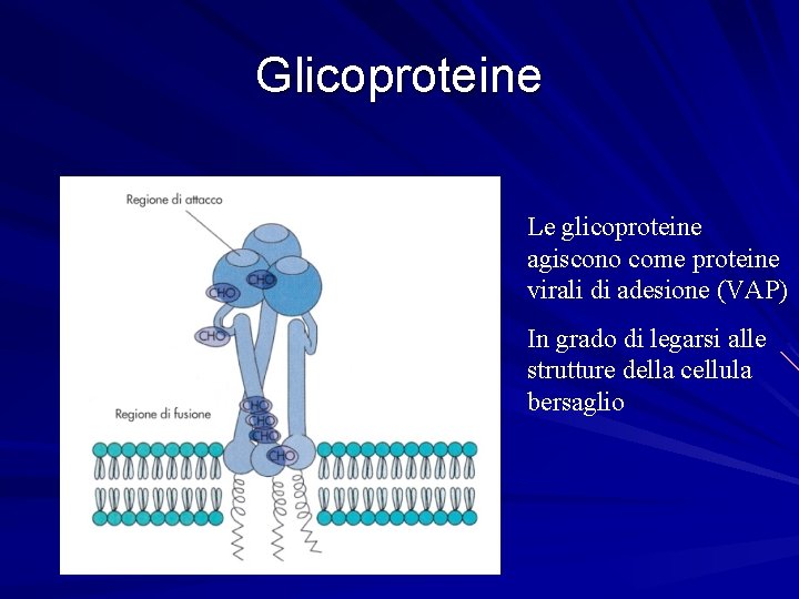 Glicoproteine Le glicoproteine agiscono come proteine virali di adesione (VAP) In grado di legarsi