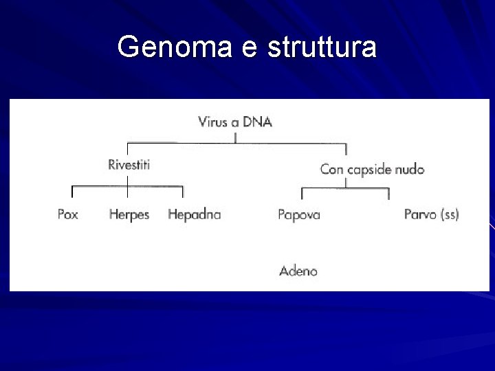 Genoma e struttura 