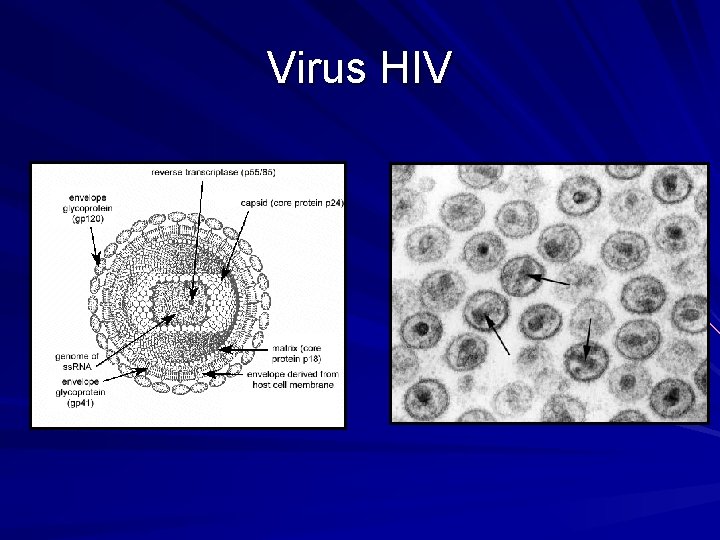 Virus HIV 