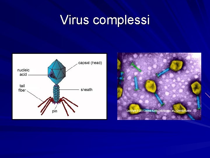 Virus complessi 