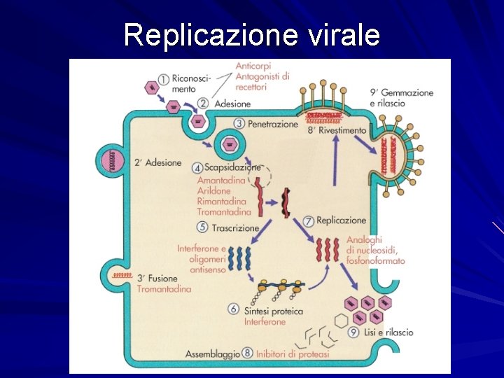 Replicazione virale 
