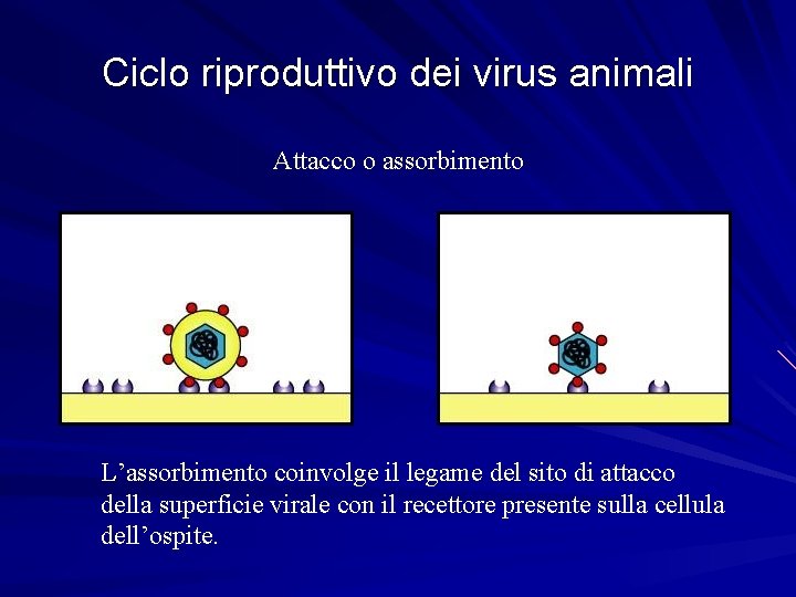 Ciclo riproduttivo dei virus animali Attacco o assorbimento L’assorbimento coinvolge il legame del sito