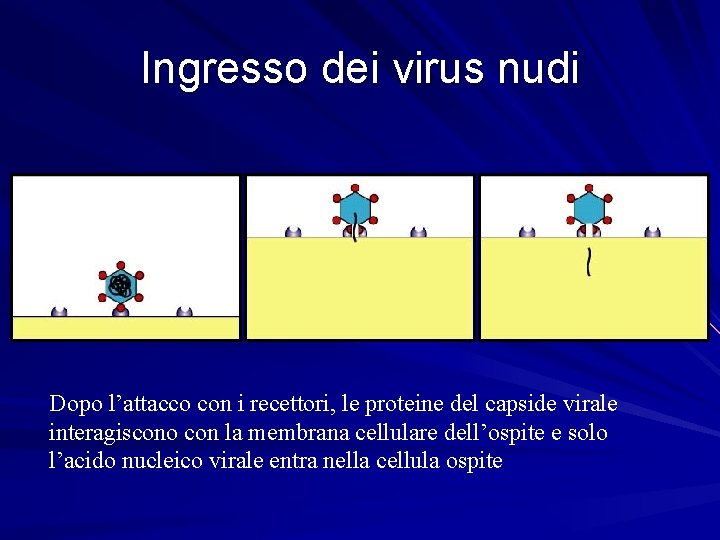 Ingresso dei virus nudi Dopo l’attacco con i recettori, le proteine del capside virale