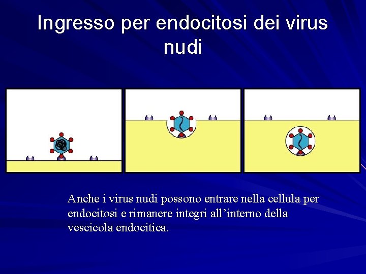 Ingresso per endocitosi dei virus nudi Anche i virus nudi possono entrare nella cellula