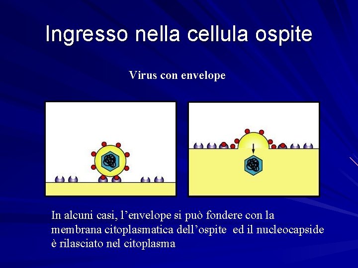 Ingresso nella cellula ospite Virus con envelope In alcuni casi, l’envelope si può fondere