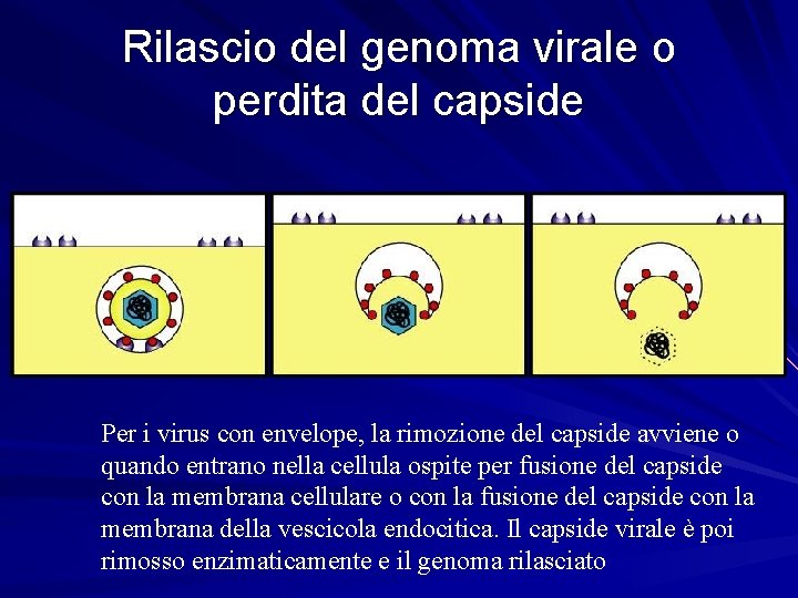 Rilascio del genoma virale o perdita del capside Per i virus con envelope, la