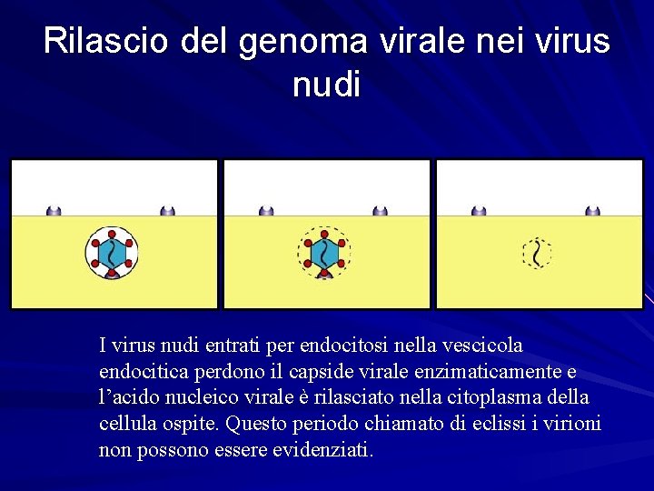 Rilascio del genoma virale nei virus nudi I virus nudi entrati per endocitosi nella