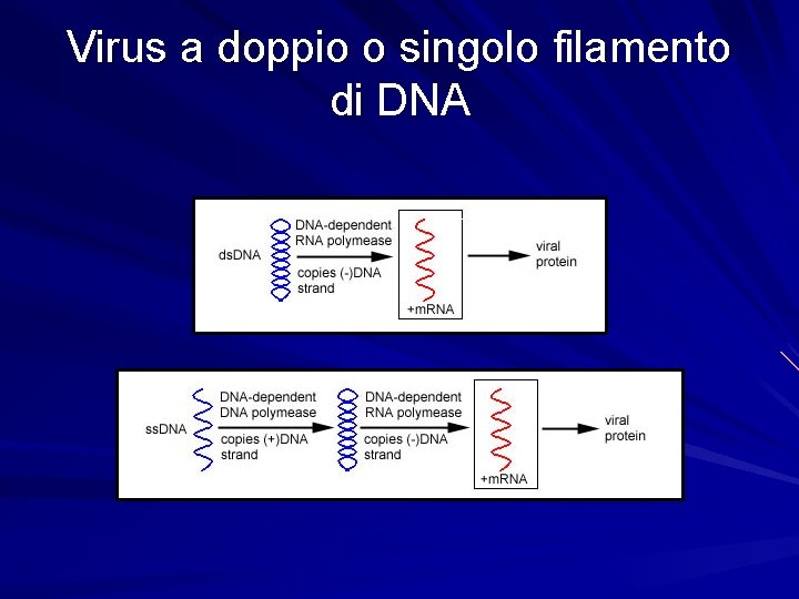 Virus a doppio o singolo filamento di DNA 