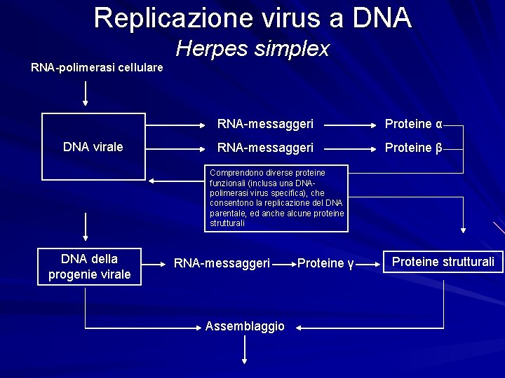Replicazione virus a DNA RNA-polimerasi cellulare DNA virale Herpes simplex RNA-messaggeri Proteine α RNA-messaggeri