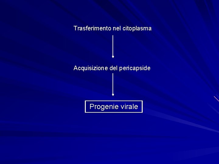 Trasferimento nel citoplasma Acquisizione del pericapside Progenie virale 