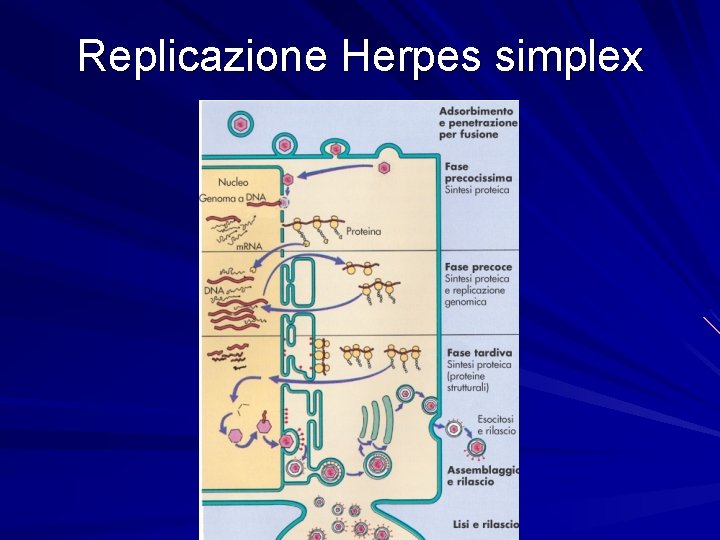 Replicazione Herpes simplex 