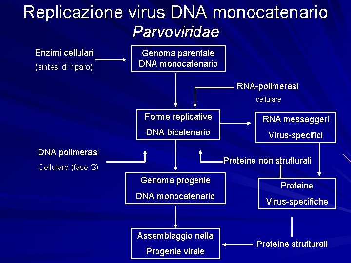 Replicazione virus DNA monocatenario Parvoviridae Enzimi cellulari (sintesi di riparo) Genoma parentale DNA monocatenario