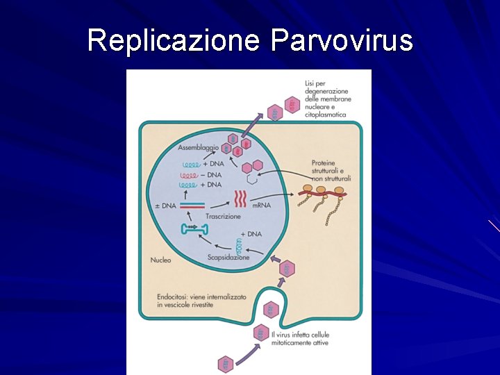 Replicazione Parvovirus 