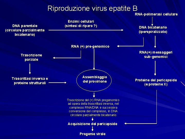Riproduzione virus epatite B RNA-polimerasi cellulare DNA parentale (circolare parzialmente bicatenario) Enzimi cellulari (sintesi