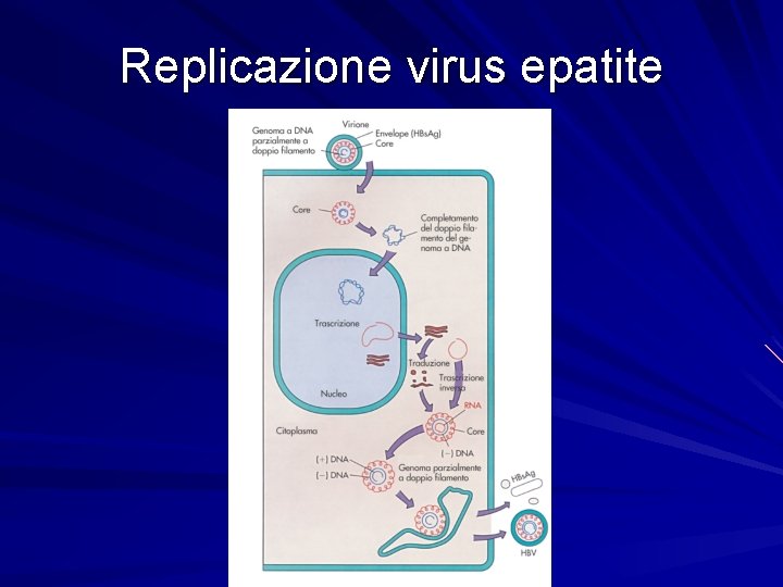 Replicazione virus epatite 