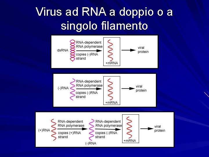 Virus ad RNA a doppio o a singolo filamento 