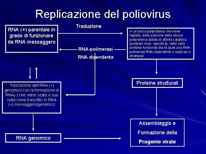 Replicazione del poliovirus RNA (+) parentale in grado di funzionare da RNA messaggero Traduzione