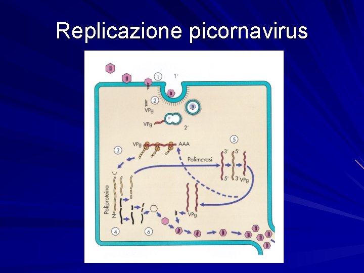 Replicazione picornavirus 