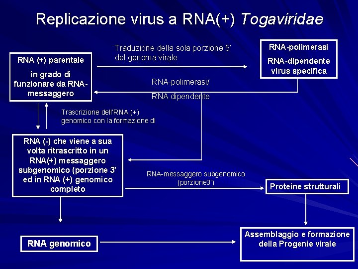 Replicazione virus a RNA(+) Togaviridae RNA (+) parentale RNA-polimerasi Traduzione della sola porzione 5’