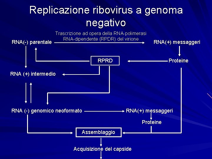 Replicazione ribovirus a genoma negativo RNA(-) parentale Trascrizione ad opera della RNA-polimerasi RNA-dipendente (RPDR)