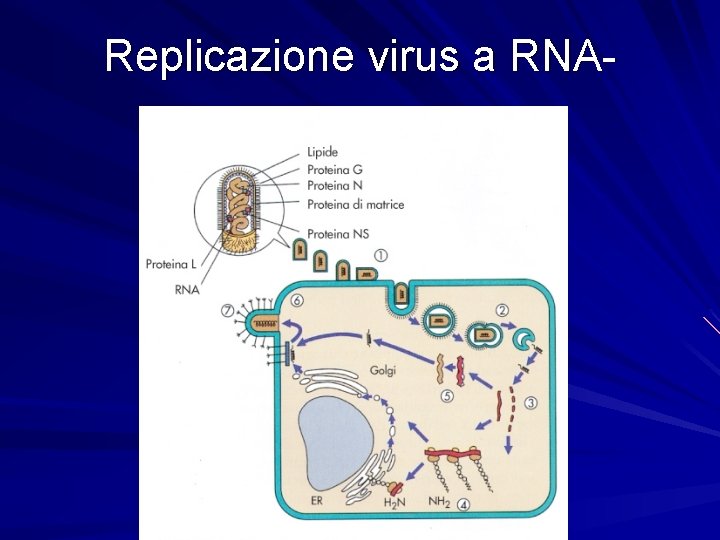Replicazione virus a RNA- 