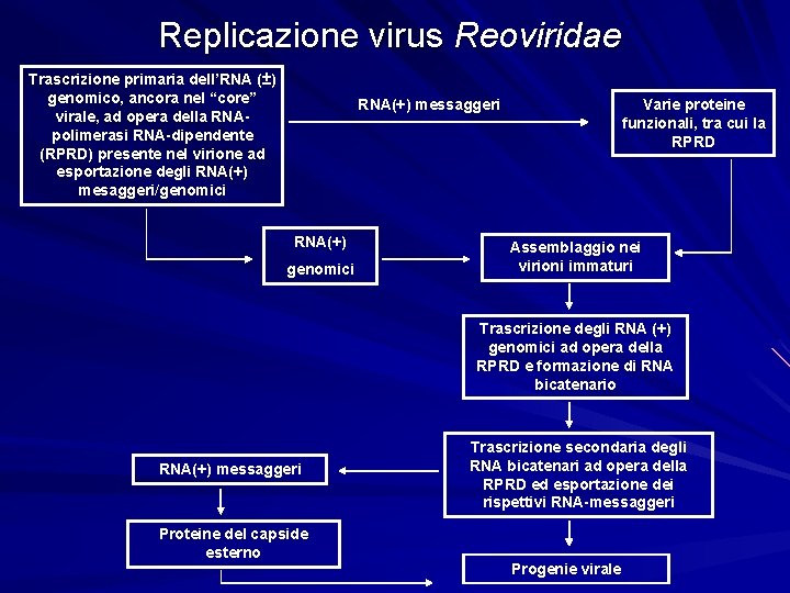 Replicazione virus Reoviridae Trascrizione primaria dell’RNA (±) genomico, ancora nel “core” virale, ad opera