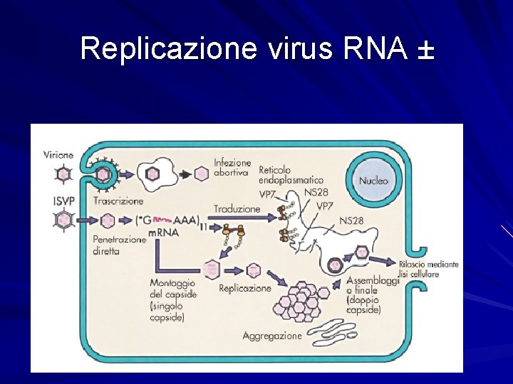 Replicazione virus RNA ± 