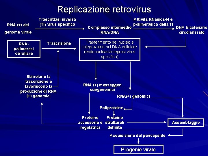 Replicazione retrovirus RNA (+) del Trascrittasi inversa (TI) virus specifica genoma virale RNApolimerasi cellullare