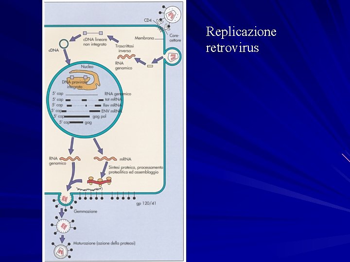 Replicazione retrovirus 