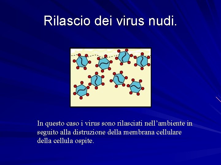 Rilascio dei virus nudi. In questo caso i virus sono rilasciati nell’ambiente in seguito