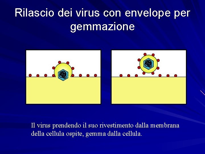Rilascio dei virus con envelope per gemmazione Il virus prendendo il suo rivestimento dalla