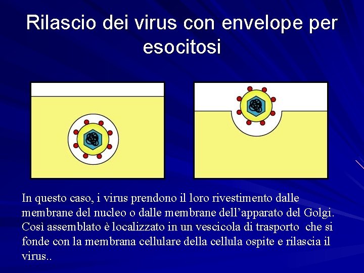 Rilascio dei virus con envelope per esocitosi In questo caso, i virus prendono il