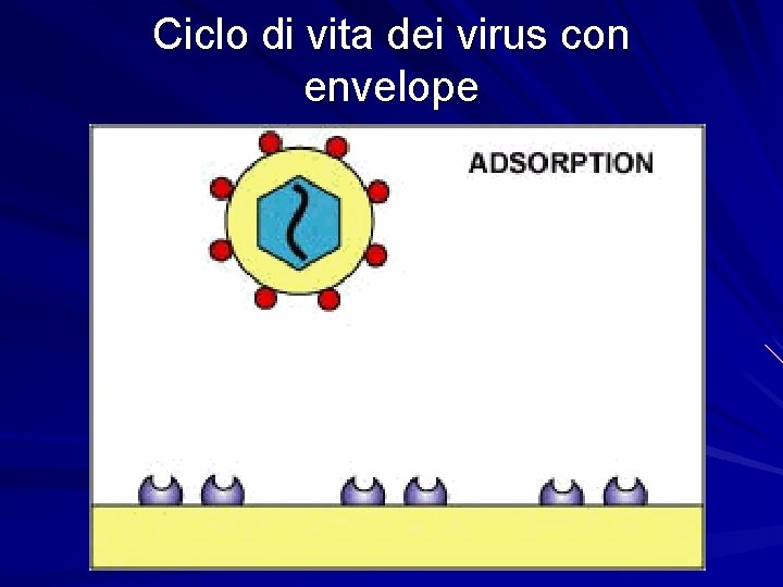 Ciclo di vita dei virus con envelope 