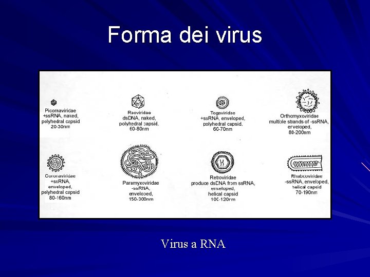 Forma dei virus Virus a RNA 