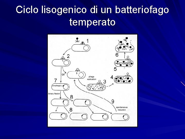 Ciclo lisogenico di un batteriofago temperato 