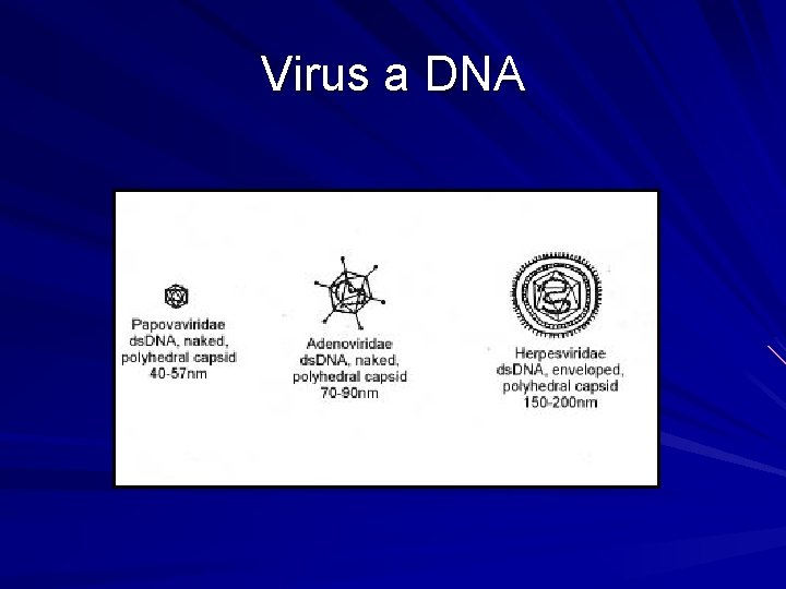 Virus a DNA 