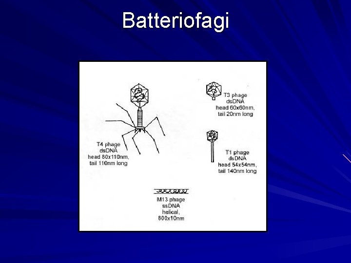 Batteriofagi 